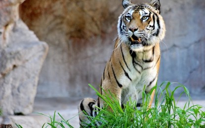 Bioparco di Roma: aperta la nuova area delle tigri di Sumatra