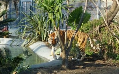 Zoo di Napoli, le tigri escono dalle gabbie: per loro un giardino di 3500 metri quadri