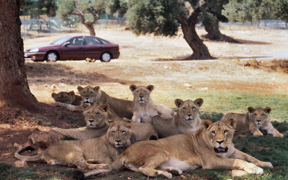 Alla scoperta dello Zoo Safari di Fasano.